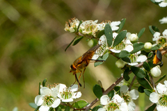 Copidapha