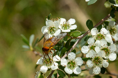 Copidapha