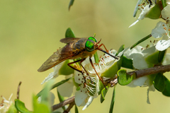 Copidapha