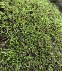 Brachythecium frigidum