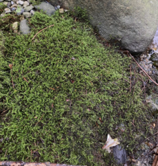 Brachythecium frigidum