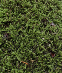 Brachythecium frigidum