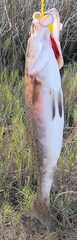 Cynoscion nebulosus