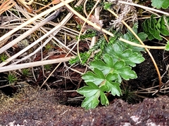 Anisotome pilifera