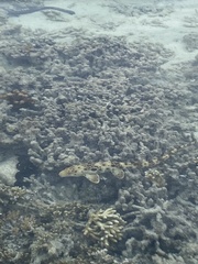 Hemiscyllium ocellatum