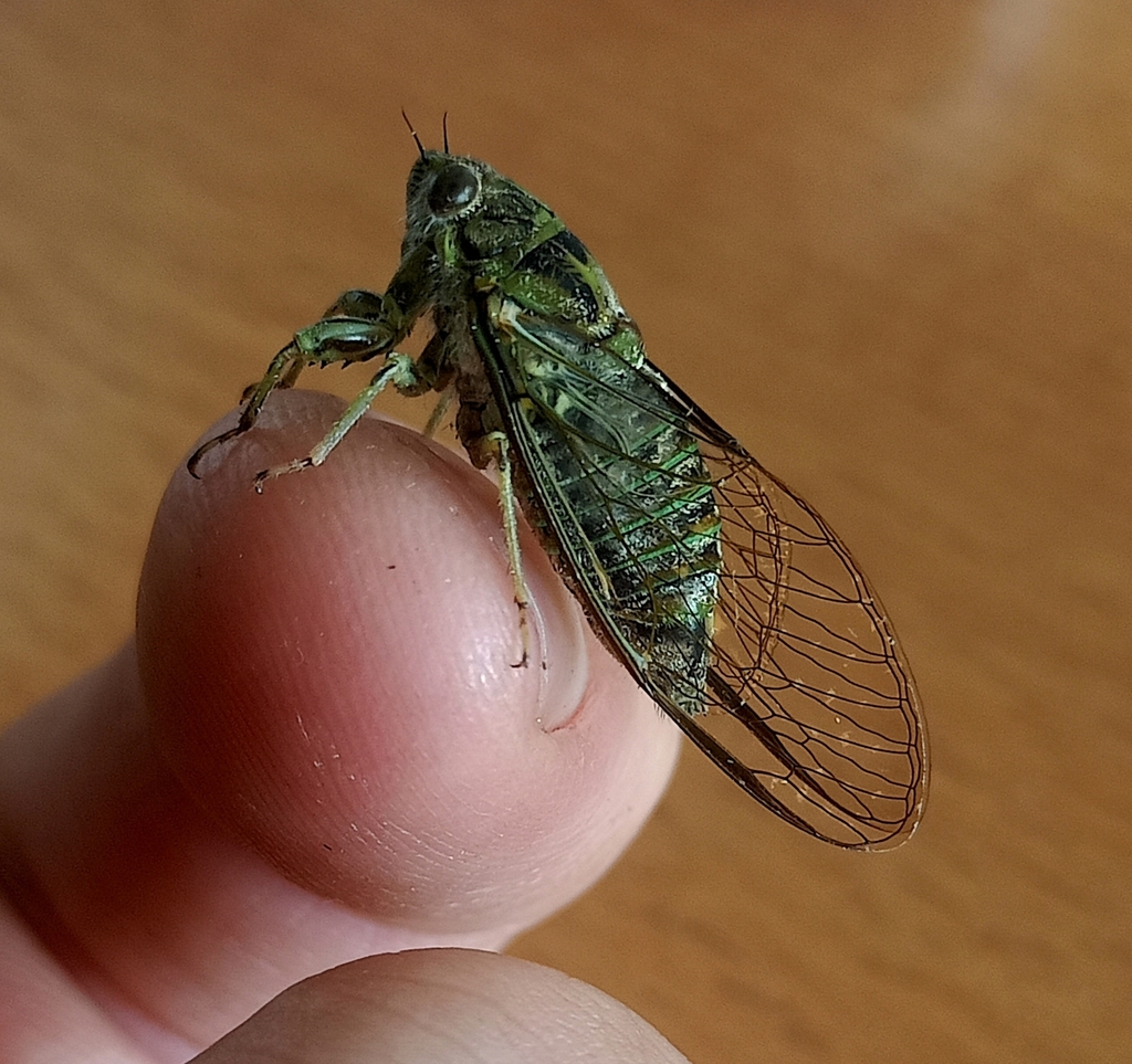 Kikihi Cicadas from Pekapeka regional park on January 30, 2023 at 0430 AM by Ryan Bauckham