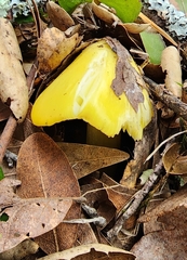 Hygrocybe acutoconica