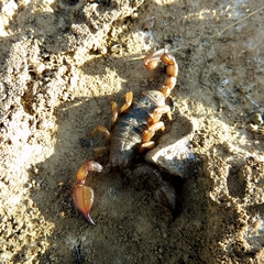 Urodacus manicatus