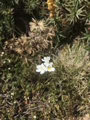 Euphrasia collina
