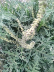 Ambrosia
