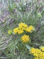 Lomatium caruifolium