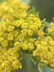 Lomatium caruifolium