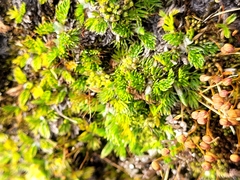 Anisotome imbricata prostrata