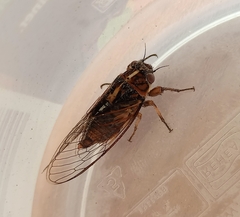 Rhodopsalta microdora