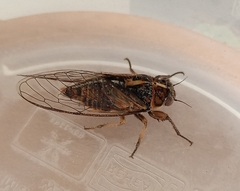 Rhodopsalta microdora