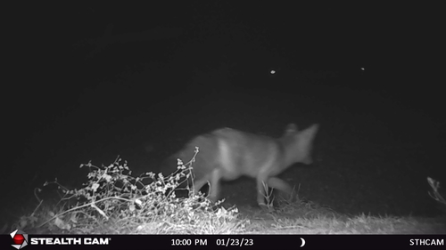 Kit Fox photographed in Arizona