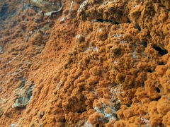 Trentepohlia