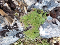 Veronica pulvinaris