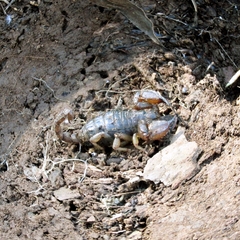 Urodacus manicatus