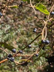 Lonicera acuminata