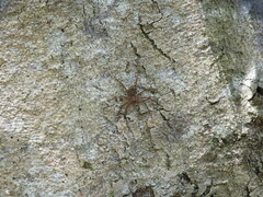 Heteropoda jugulans