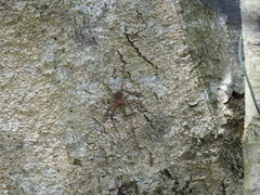 Heteropoda jugulans