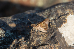 Trapezites phigalioides