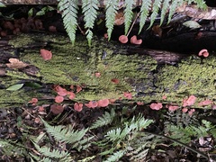 Tubaria rufofulva