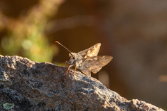 Trapezites phigalioides