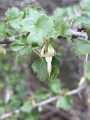 Ribes californicum