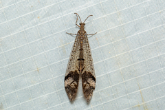Glenoleon pulchellus
