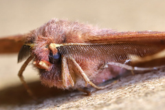 Anthela repleta