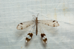 Glenoleon pulchellus