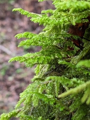 Dendroalsia abietina