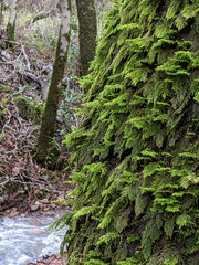 Dendroalsia abietina