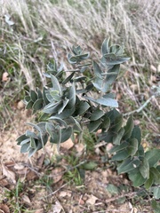 Arctostaphylos auriculata