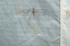 Crocinae