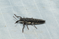 Rhinotia anguinea