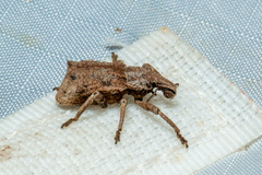 Amnemus quadrituberculatus