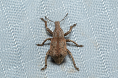 Amnemus quadrituberculatus