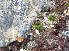 Celmisia laricifolia