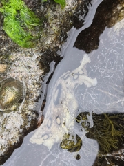 Siphonaria pectinata