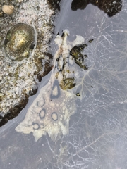 Siphonaria pectinata