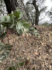 Arctostaphylos auriculata