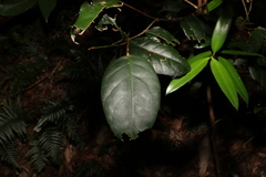 Loeseneriella barbata