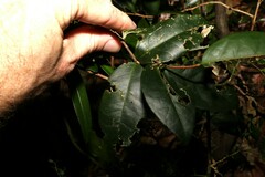 Loeseneriella barbata