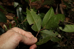 Loeseneriella barbata
