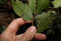 Loeseneriella barbata