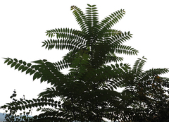 Ailanthus altissima
