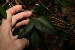 Loeseneriella barbata